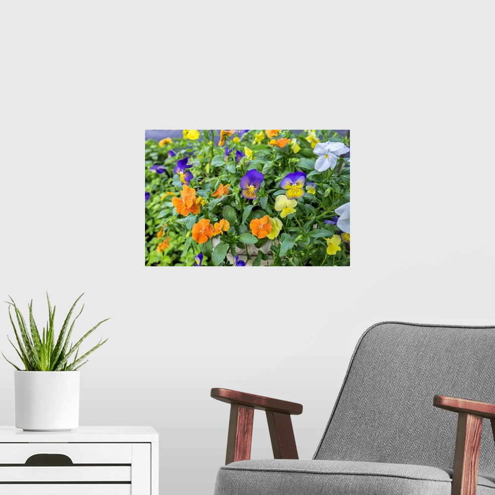 A modern room featuring Pansies With Morning Dew, USA