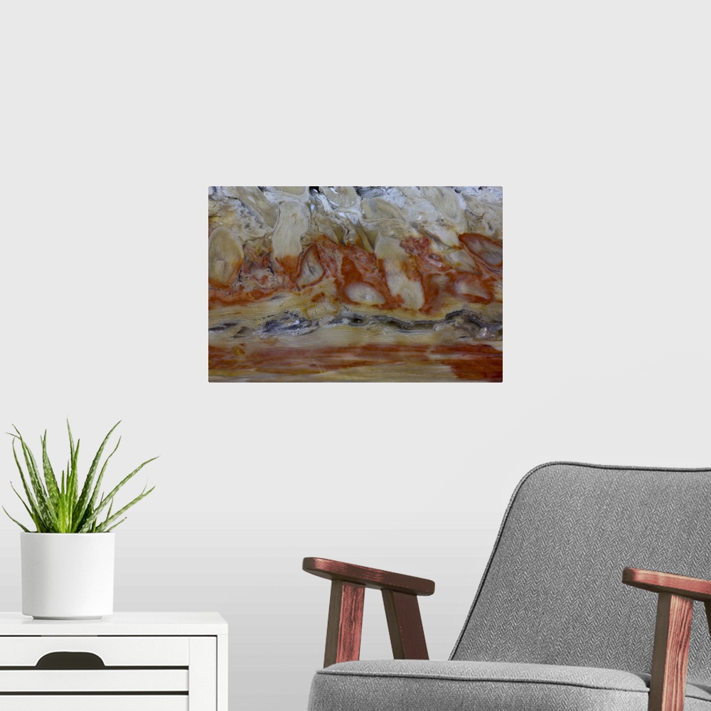 A modern room featuring Petrified Wood close-up.