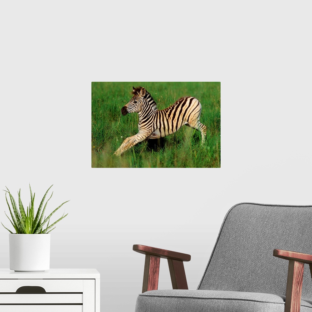 A modern room featuring Plains Zebra (Equus quagga) foal stretching, Midmar Game Reserve, Midlands, KwaZulu-Natal, South ...