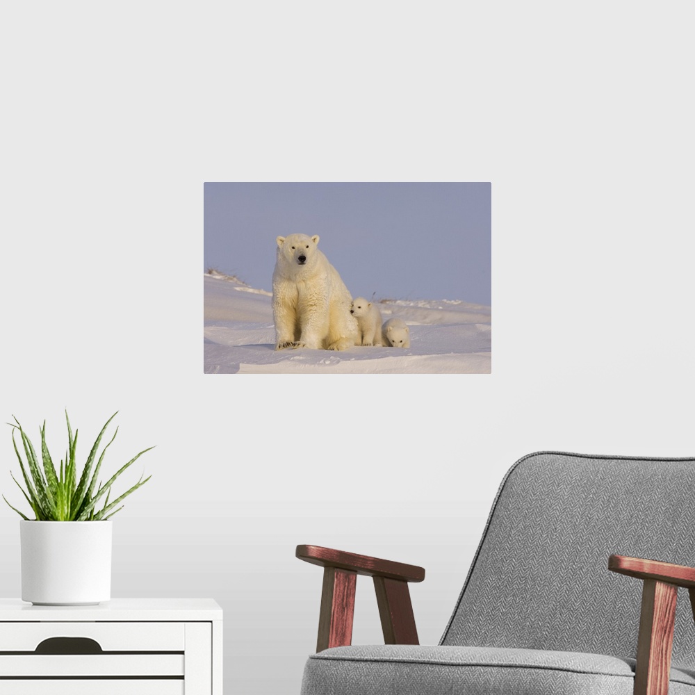 A modern room featuring Polar bear (Ursus maritimus), sow with newborn spring cubs newly emerged from their den, mouth of...