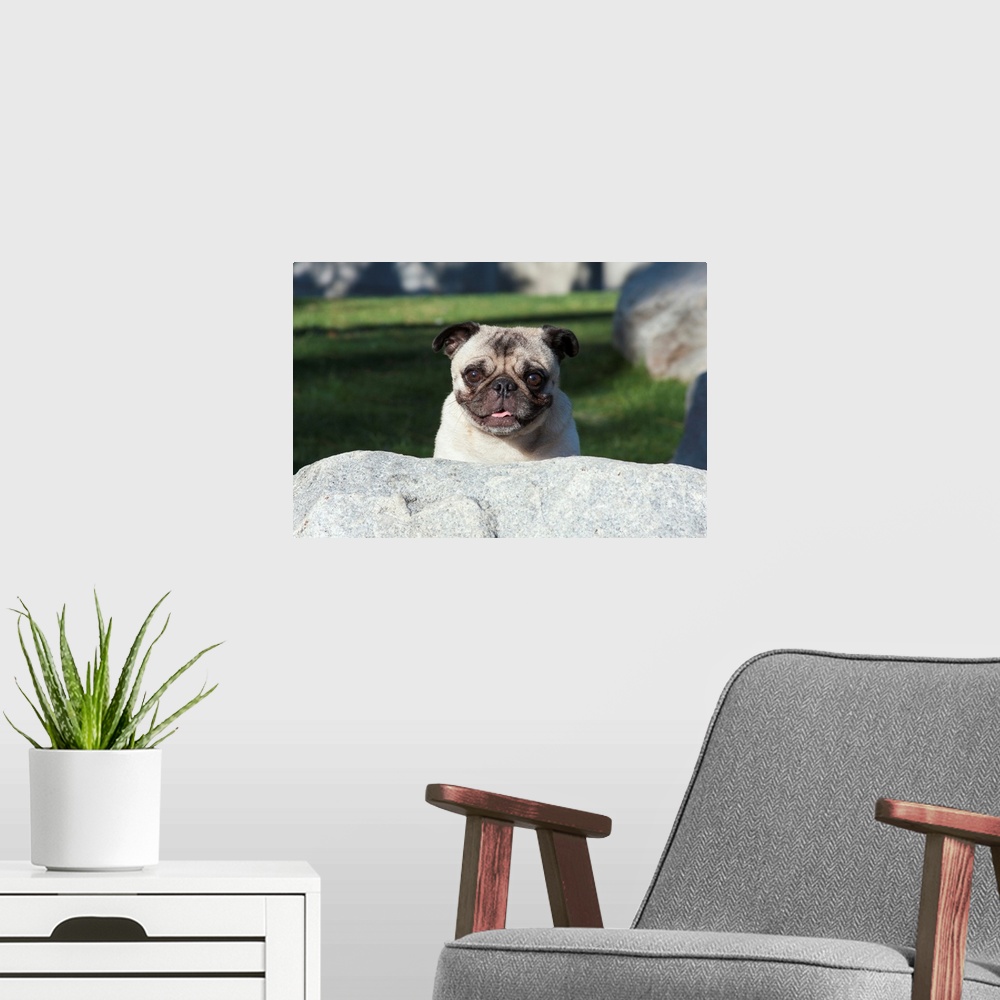 A modern room featuring Pug peaking up behind a rock