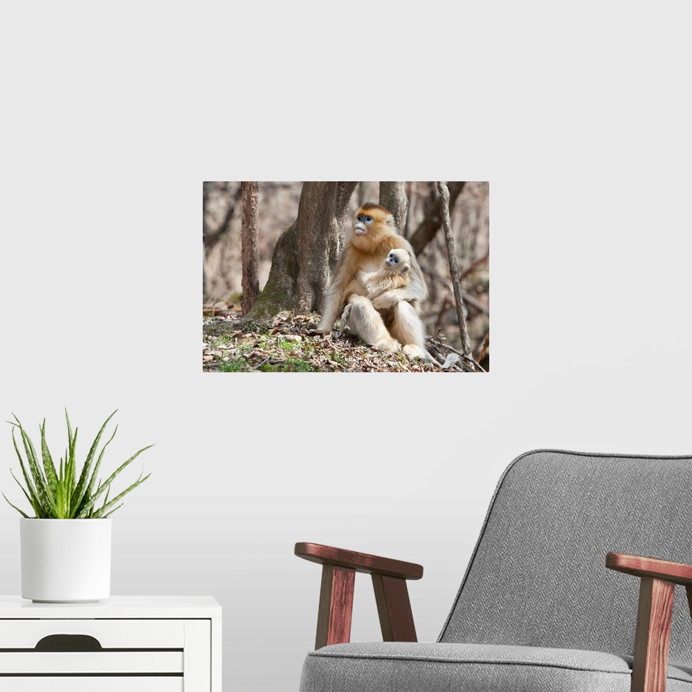 A modern room featuring Qinling Mountains, Female Golden Monkey with youngster.