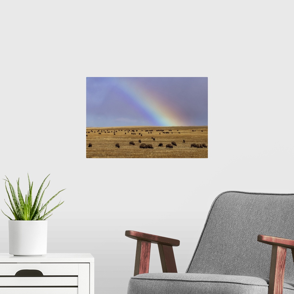 A modern room featuring Rainbow over the Blackfeet Nation Bison herd near Browning, Montana, USA.