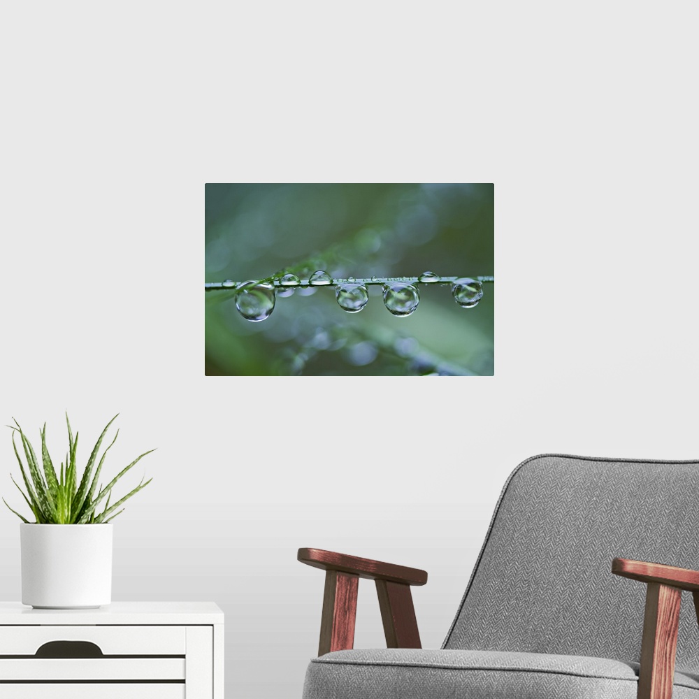 A modern room featuring Raindrops on blade of grass, Acadia Nationa Park, Maine