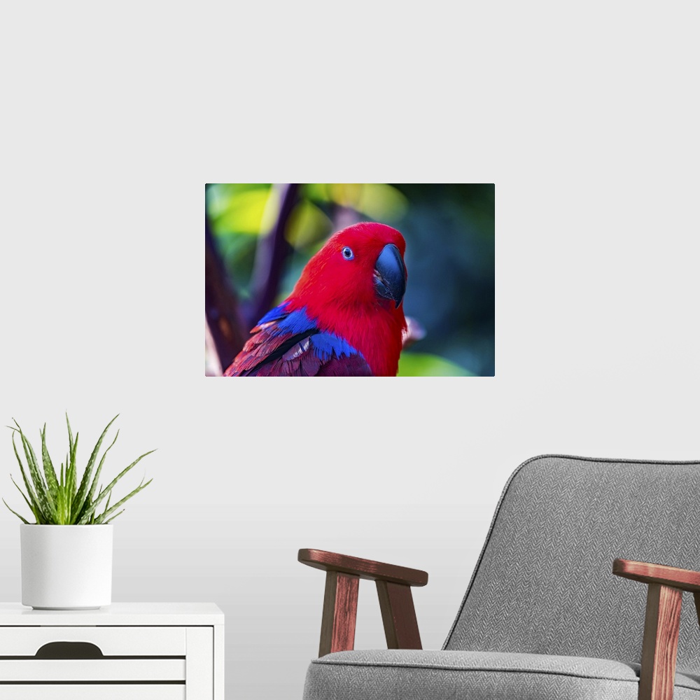 A modern room featuring Red blue female eclectus parrot close-up native to Solomon islands, New Guinea.