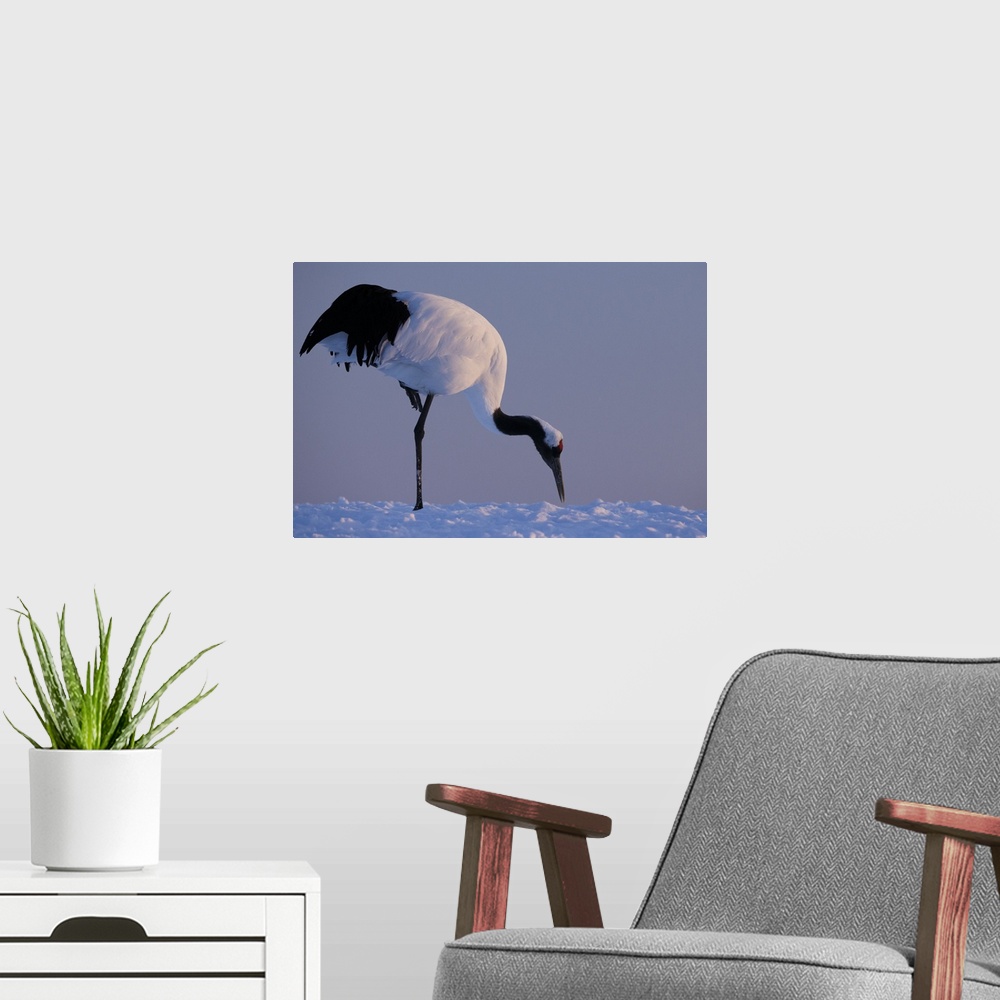 A modern room featuring Red-crowned crane, Hokkaido Island, Japan