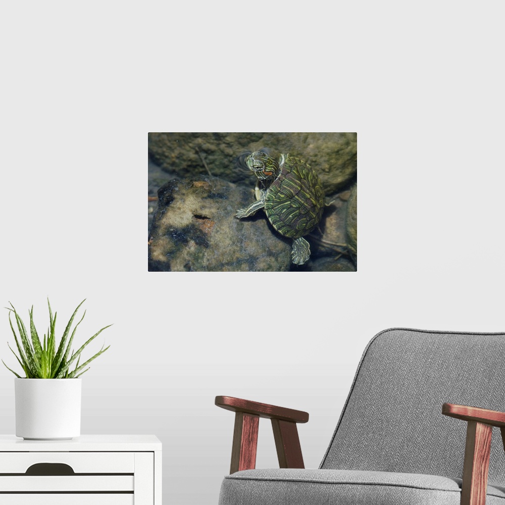 A modern room featuring Red-eared Slider, Trachemys scripta elegans, young in creek, Willacy County, Rio Grande Valley, T...