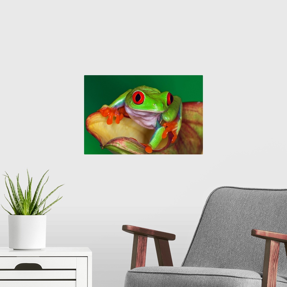 A modern room featuring Red-eyed Tree Frog, Agalychnis callidryas