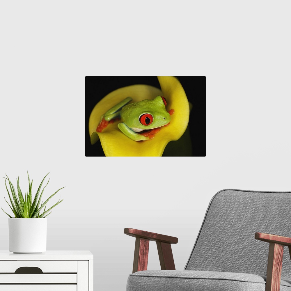 A modern room featuring Red-eyed Tree Frog, .Agalychnis callidryas