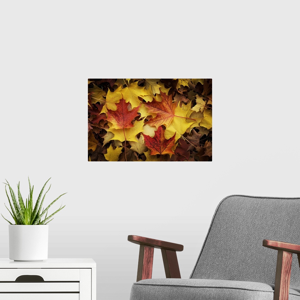 A modern room featuring Red, Orange And Yellow Maples Leaves In Autumn