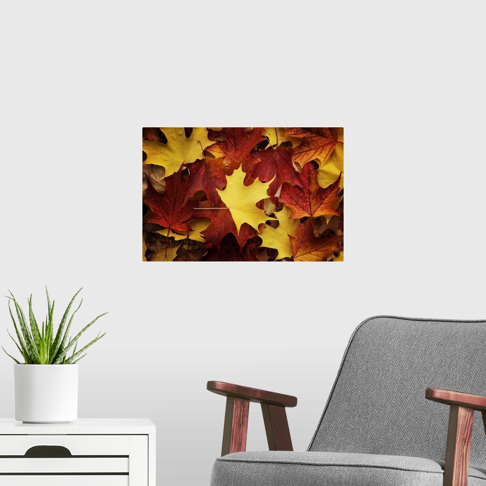 A modern room featuring Red, Orange And Yellow Maples Leaves In Autumn