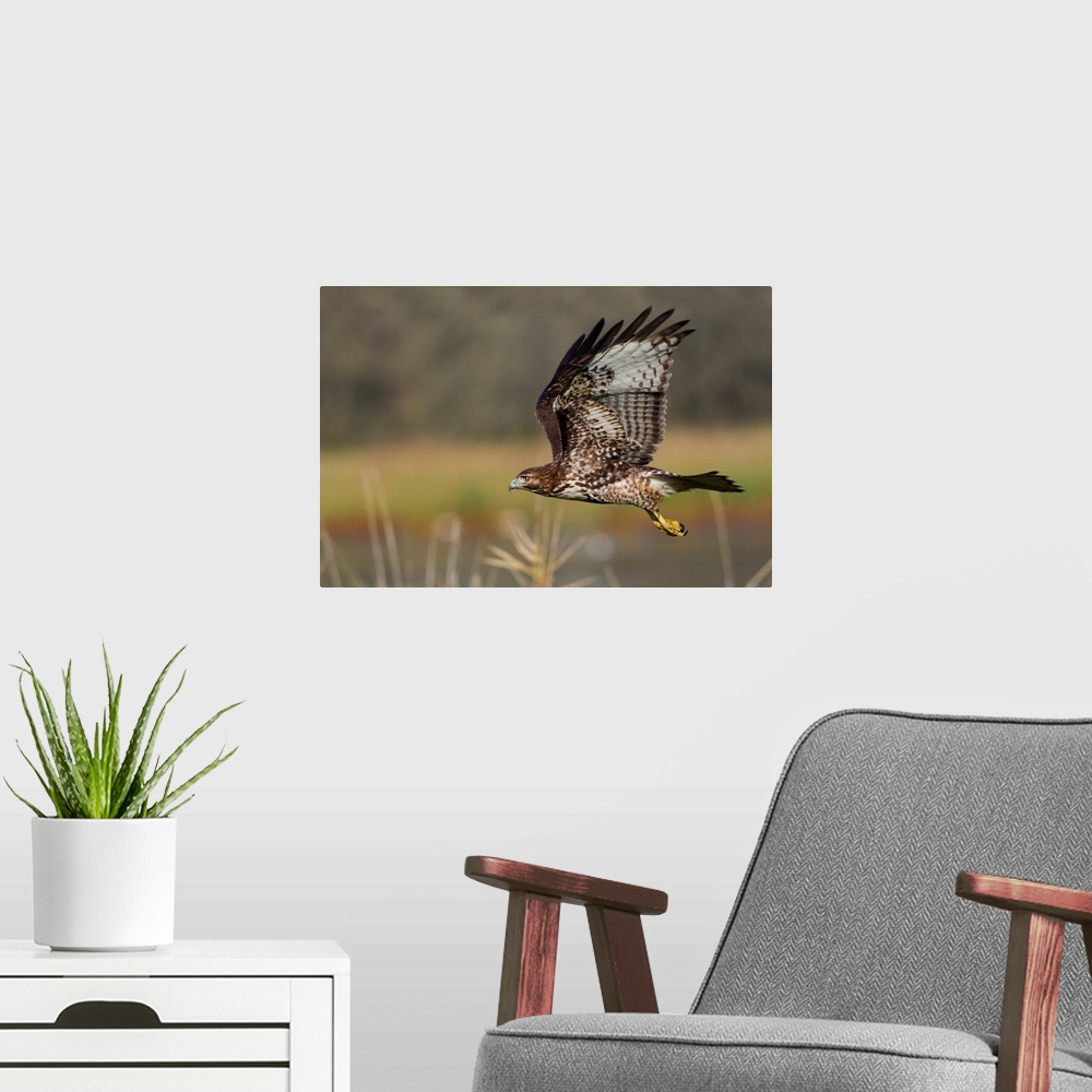 A modern room featuring Red-tail Hawk.