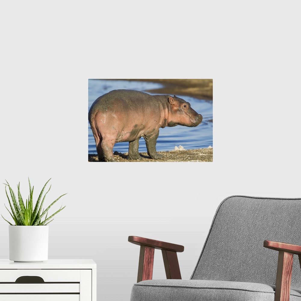 A modern room featuring Reddish very young hippo stands on shoreline of Lake Ndutu, profile view, eye looking at camera.