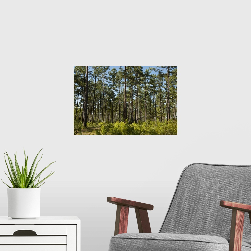 A modern room featuring Remaining 3 of the Longleaf Pine Forest (Pinus palustris), Telfair County, Georgia, USA.