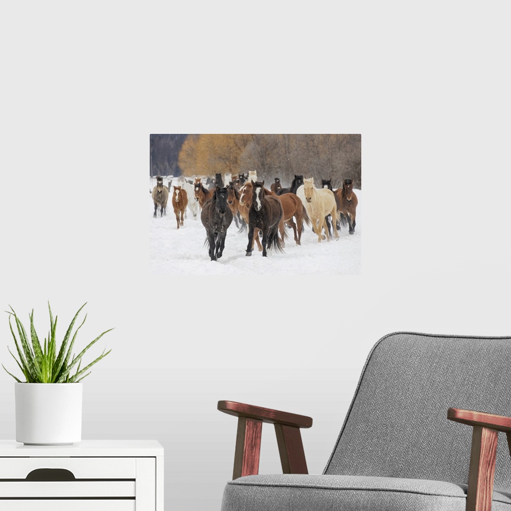 A modern room featuring Rodeo horses running during winter roundup, Kalispell, Montana.