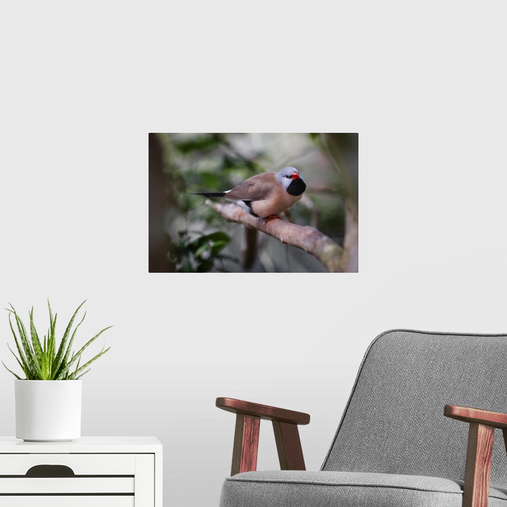 A modern room featuring Shaft-tail finch, native to Australia. Australia, Australia.