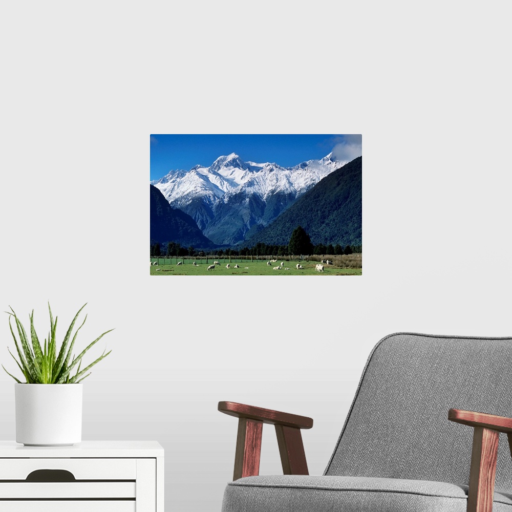 A modern room featuring Snow-clad Mount Tasman rises above green sheep pastures from near the town of Fox Glacier on the ...