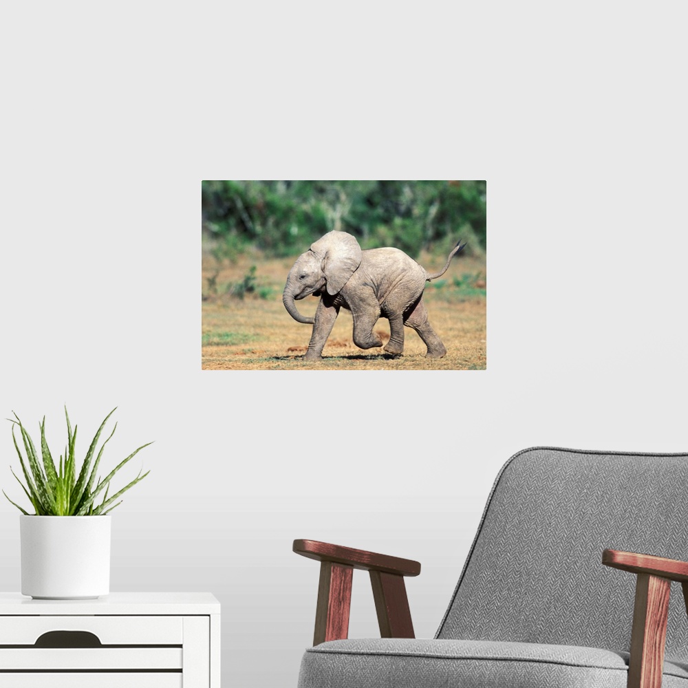 A modern room featuring South Africa, Addo Elephant Nat'l Park. Baby elephants by water hole.