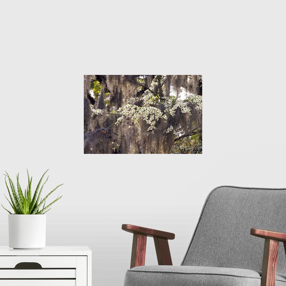 A modern room featuring USA, Georgia, Savannah. Spanish moss hanging from flowering dogwood.