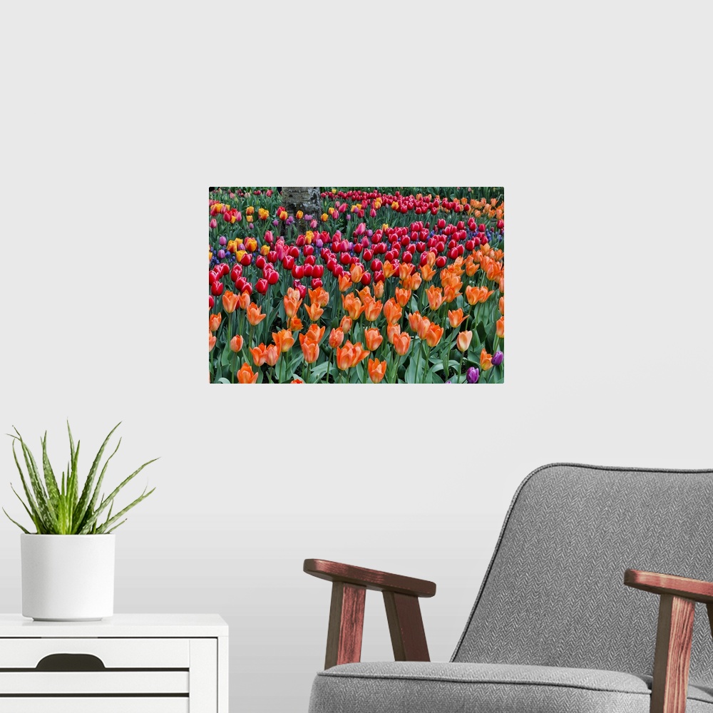 A modern room featuring Spring Tulip Garden In Full Bloom, Skagit Valley, Washington State