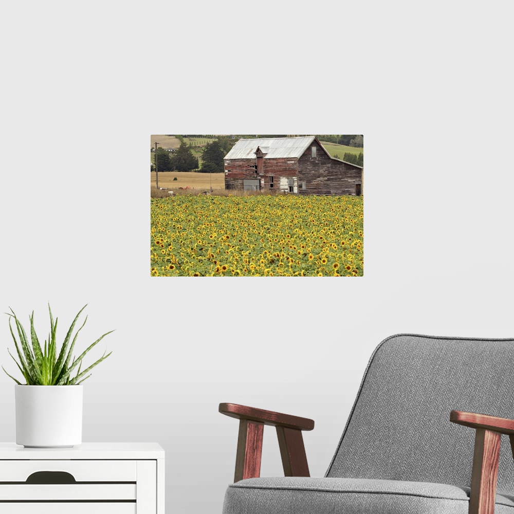 A modern room featuring Sunflowers and Old Barn, near Oamaru, North Otago, South Island, New Zealand