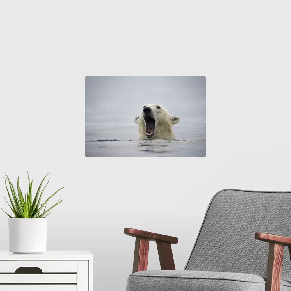 A modern room featuring Norway, Svalbard, Polar Bear (Ursus maritimus) opens mouth and displays teeth while swimming near...