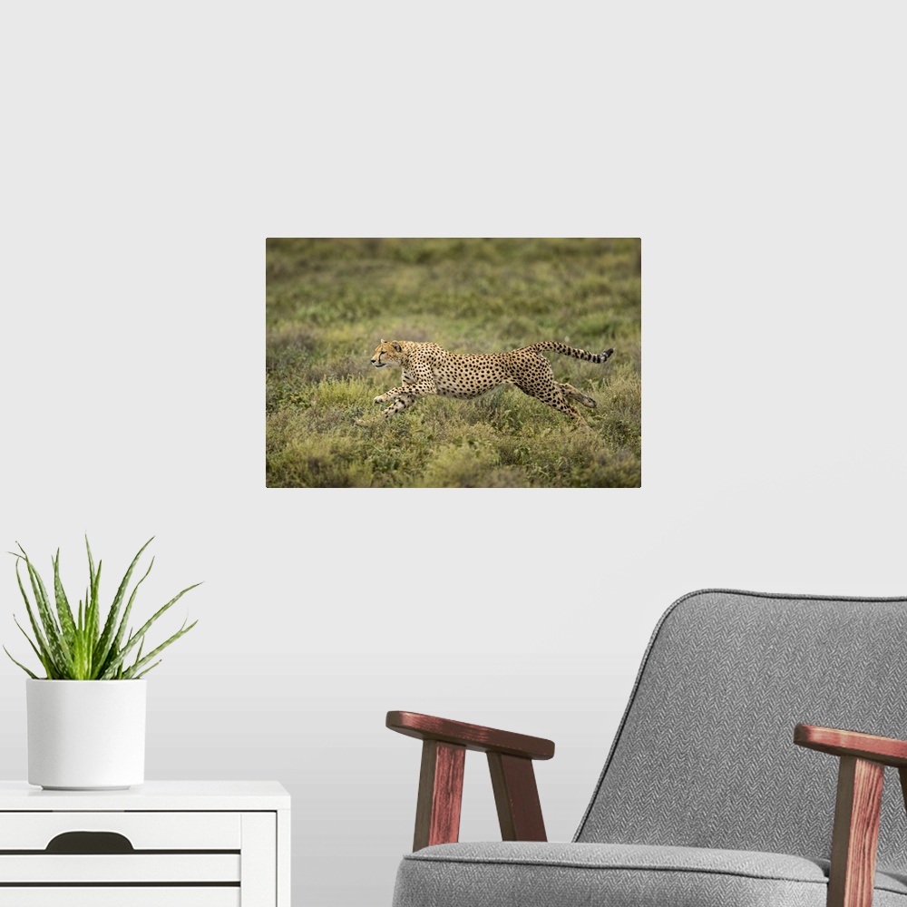 A modern room featuring Tanzania, Ngorongoro conservation area, adult cheetah (Acinonyx Jubatas) begins running while cha...