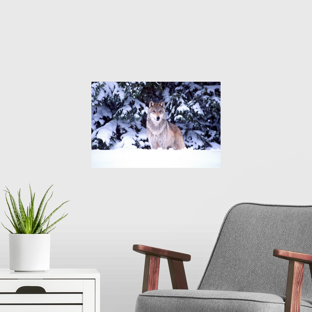 A modern room featuring Timber Wolf.Canis lupus.Movie Animal (Utah)