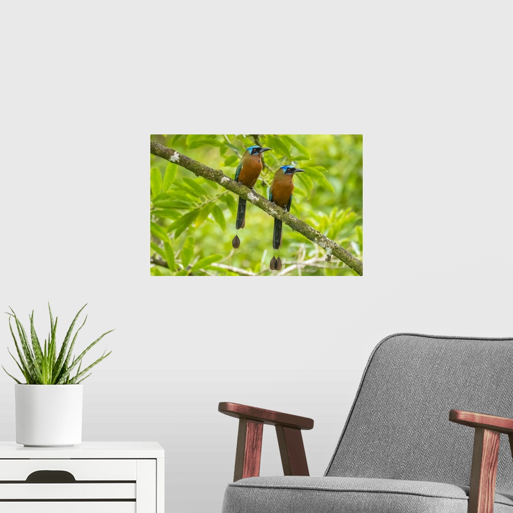 A modern room featuring Tobago, Main Ridge Reserve. Pair of motmot birds on limb.