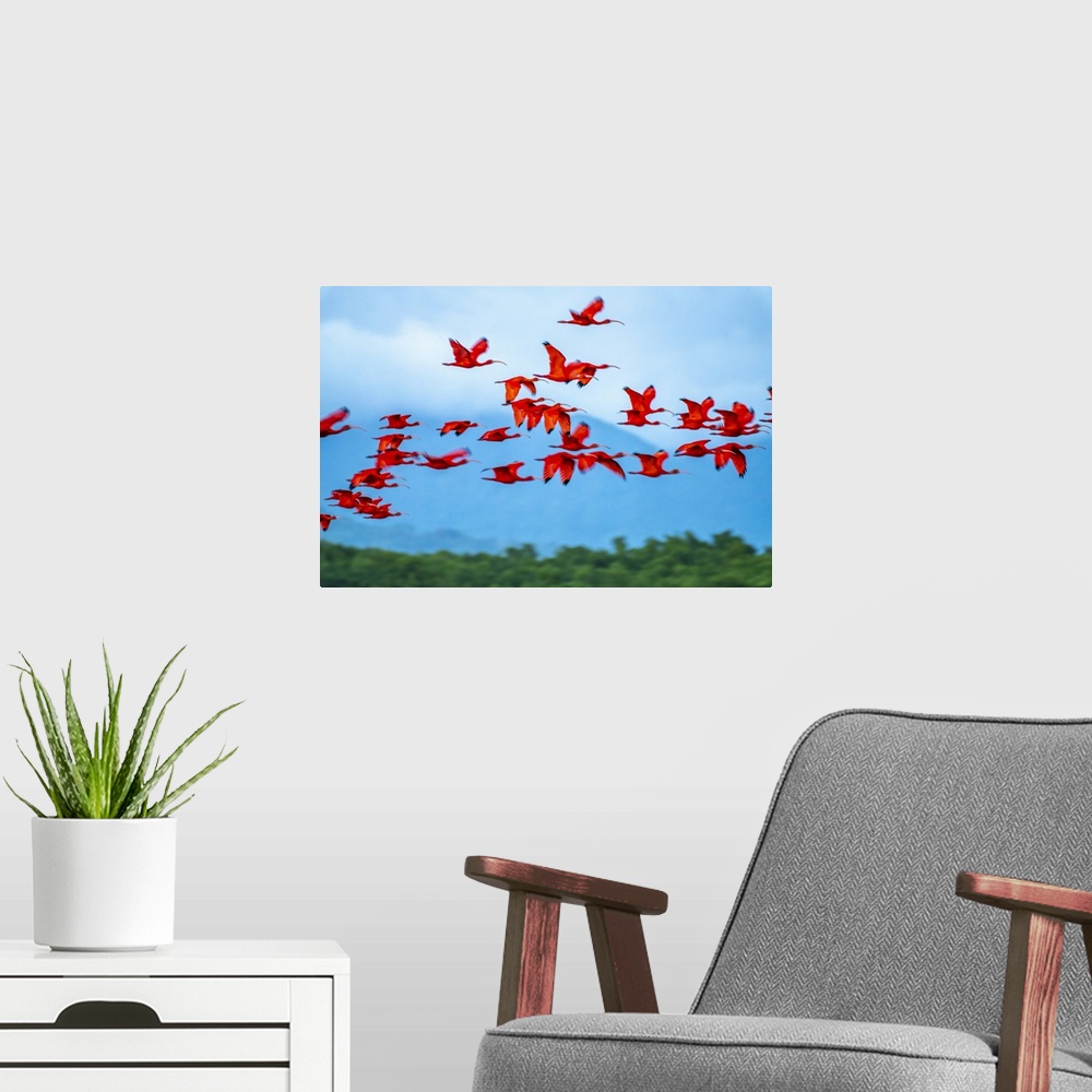A modern room featuring Trinidad, Caroni Swamp. Scarlet ibis birds in flight.