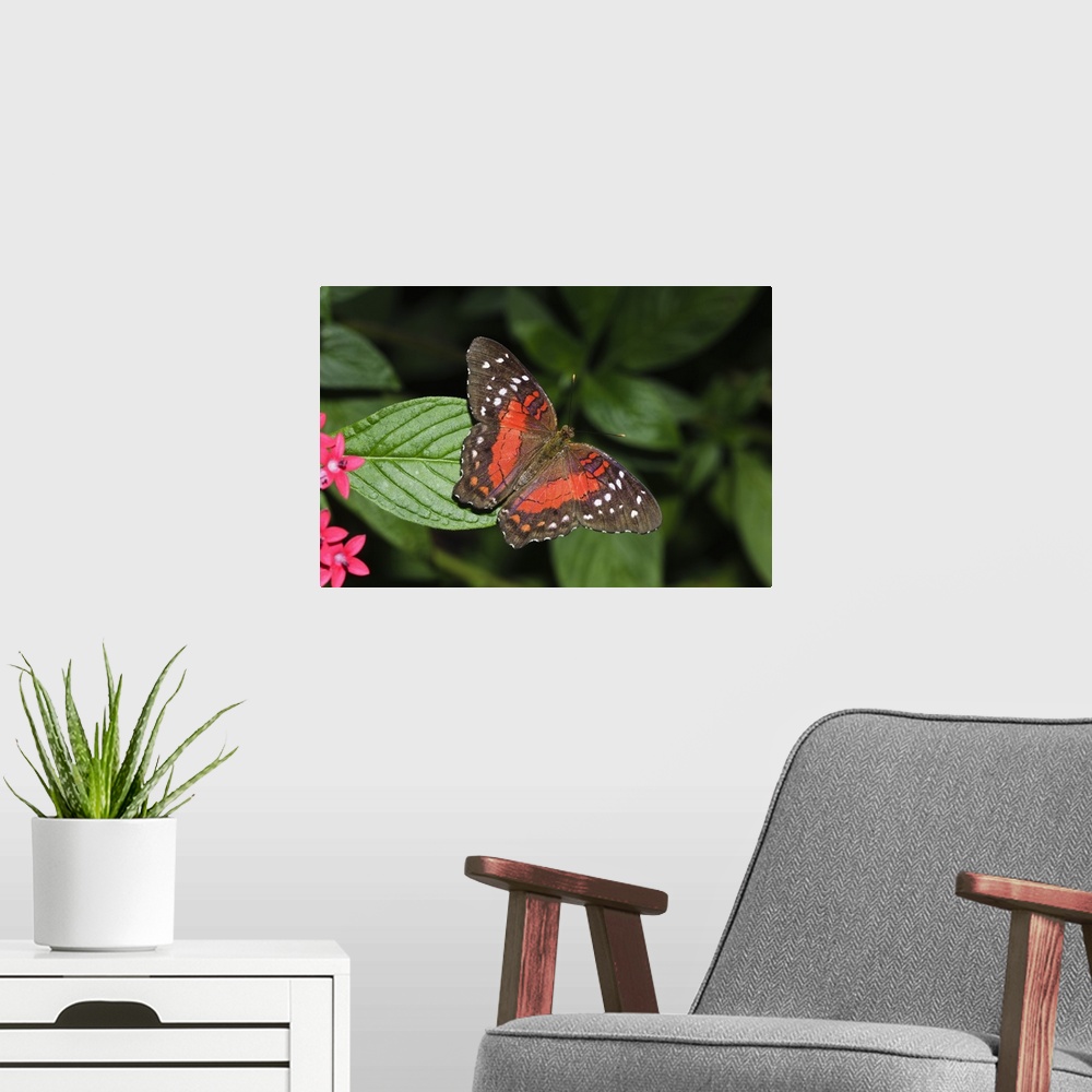 A modern room featuring Tropical butterfly
