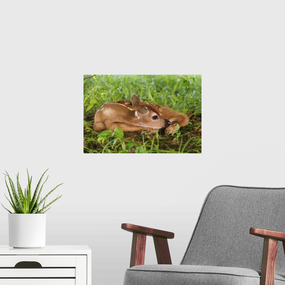 A modern room featuring Two day old White-tailed Deer fawn,.Odocoileus virginianus.Two day old White-tailed Deer fawn,Odo...