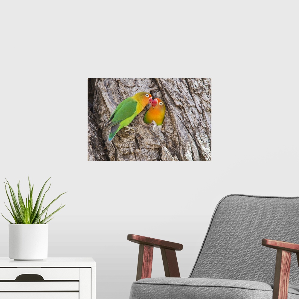 A modern room featuring Two Fischer's Lovebirds nuzzle each other, Ngorongoro Conservation Area, Tanzania.