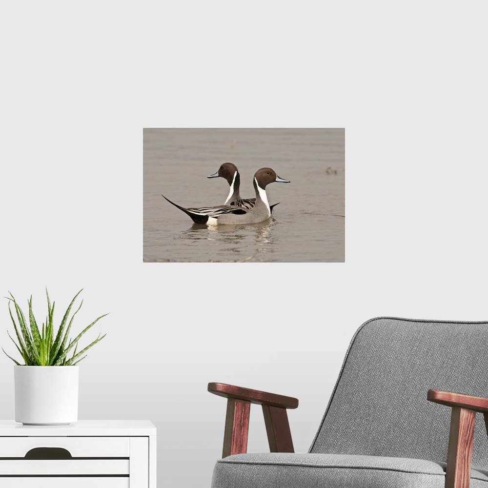 A modern room featuring Two Northern Pintail drakes (Anas acuta).