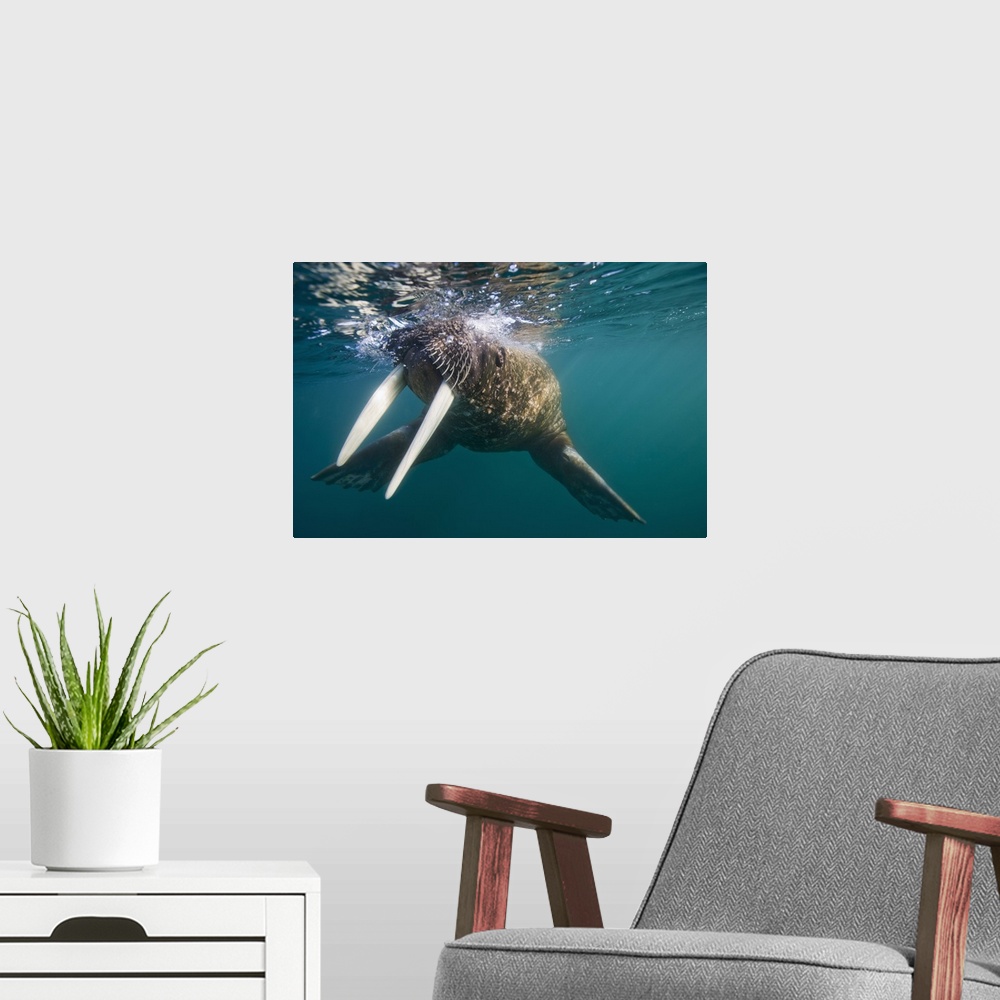 A modern room featuring Norway, Svalbard, Tiholmane Islands, Underwater view of Walrus (Odobenus rosmarus) swimming on su...