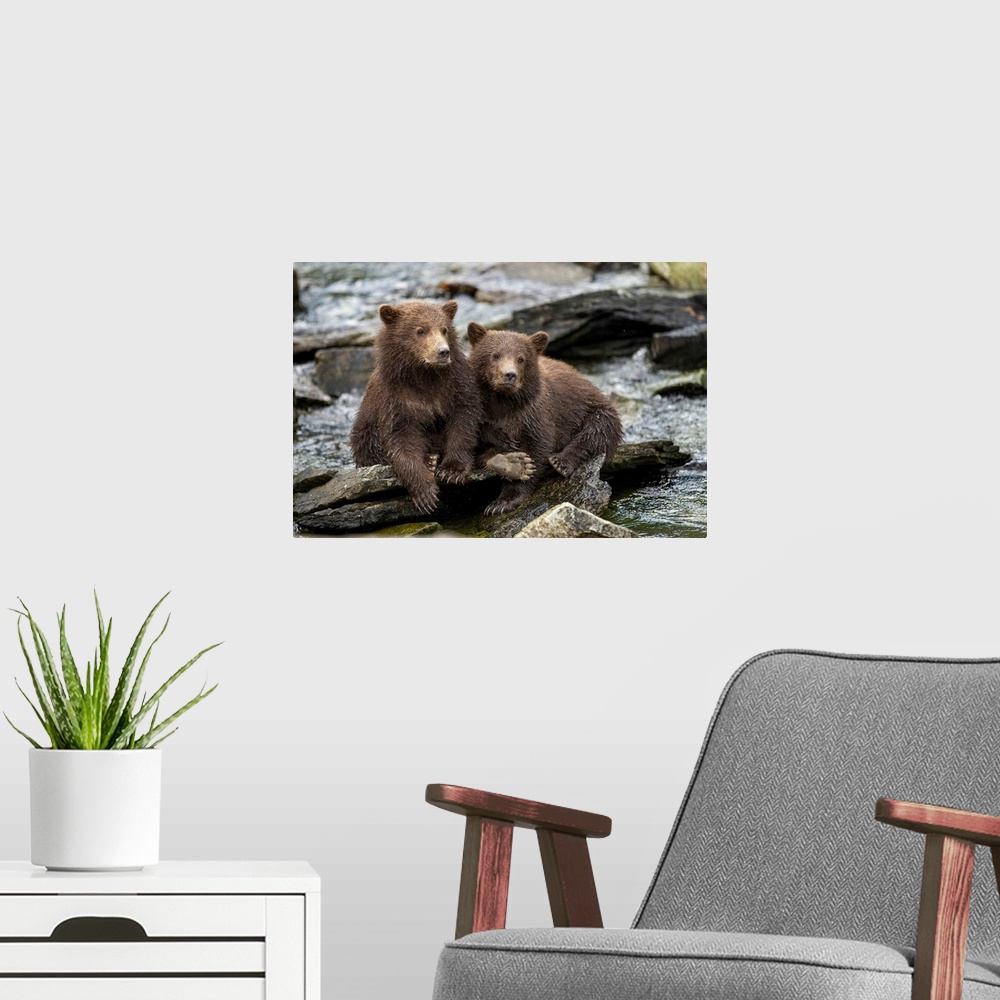 A modern room featuring USA, Alaska, Katmai National Park, Coastal Brown Bear Spring Cubs (Ursus arctos) sitting on stone...