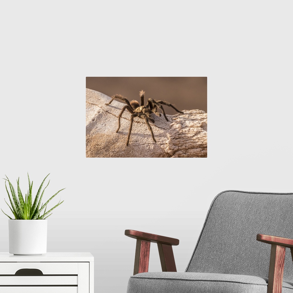 A modern room featuring USA, Arizona, Santa Cruz county. Close-up of tarantula.