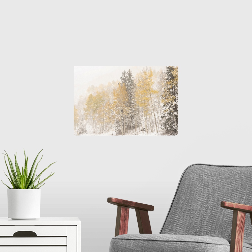 A modern room featuring USA, Colorado, Uncompahgre National Forest. Aspen and spruce after autumn snowstorm. United State...