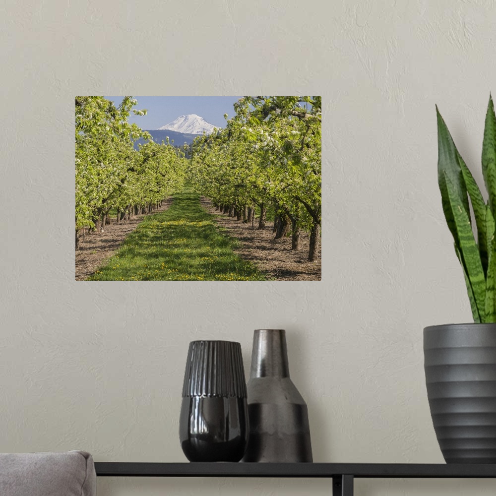 A modern room featuring USA, Oregon. Mt. Adams as seen from a fruit orchard in bloom.