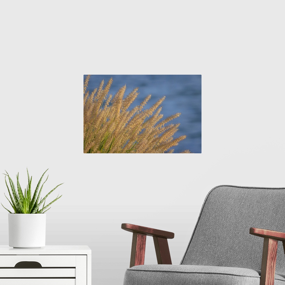 A modern room featuring USA, Washington, Seabeck. Ornamental grasses and background water.