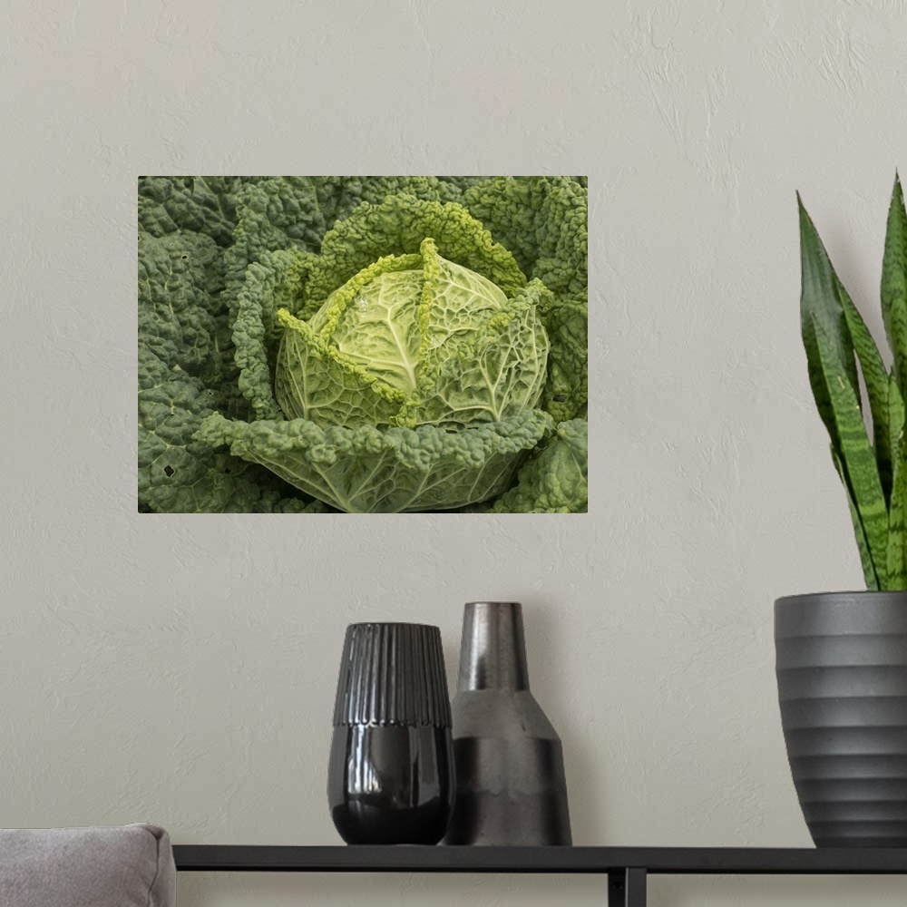 A modern room featuring Usa, Washington State, Carnation. Cabbage.