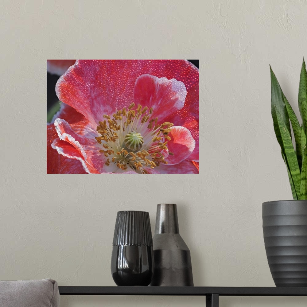 A modern room featuring Usa, Washington State, Duvall. Red and white common poppy close-up.
