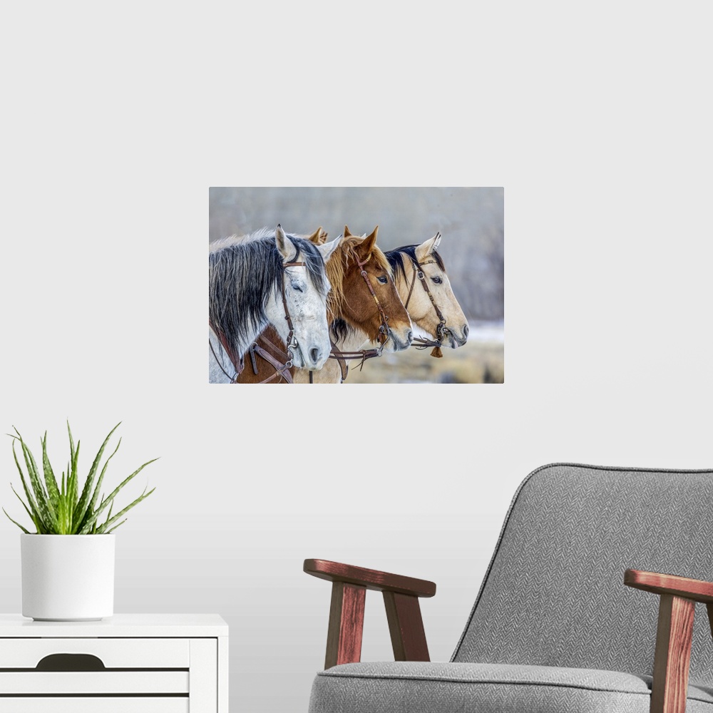 A modern room featuring USA, Wyoming, Hideout Horse Ranch, Horses In A Row
