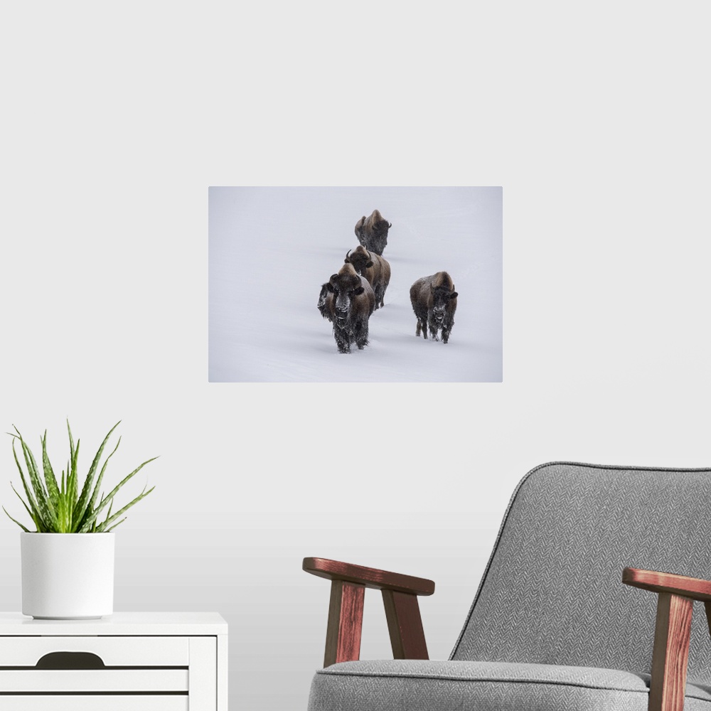 A modern room featuring USA, Wyoming, Yellowstone National Park. Bison herd in the snow. United States, Wyoming.