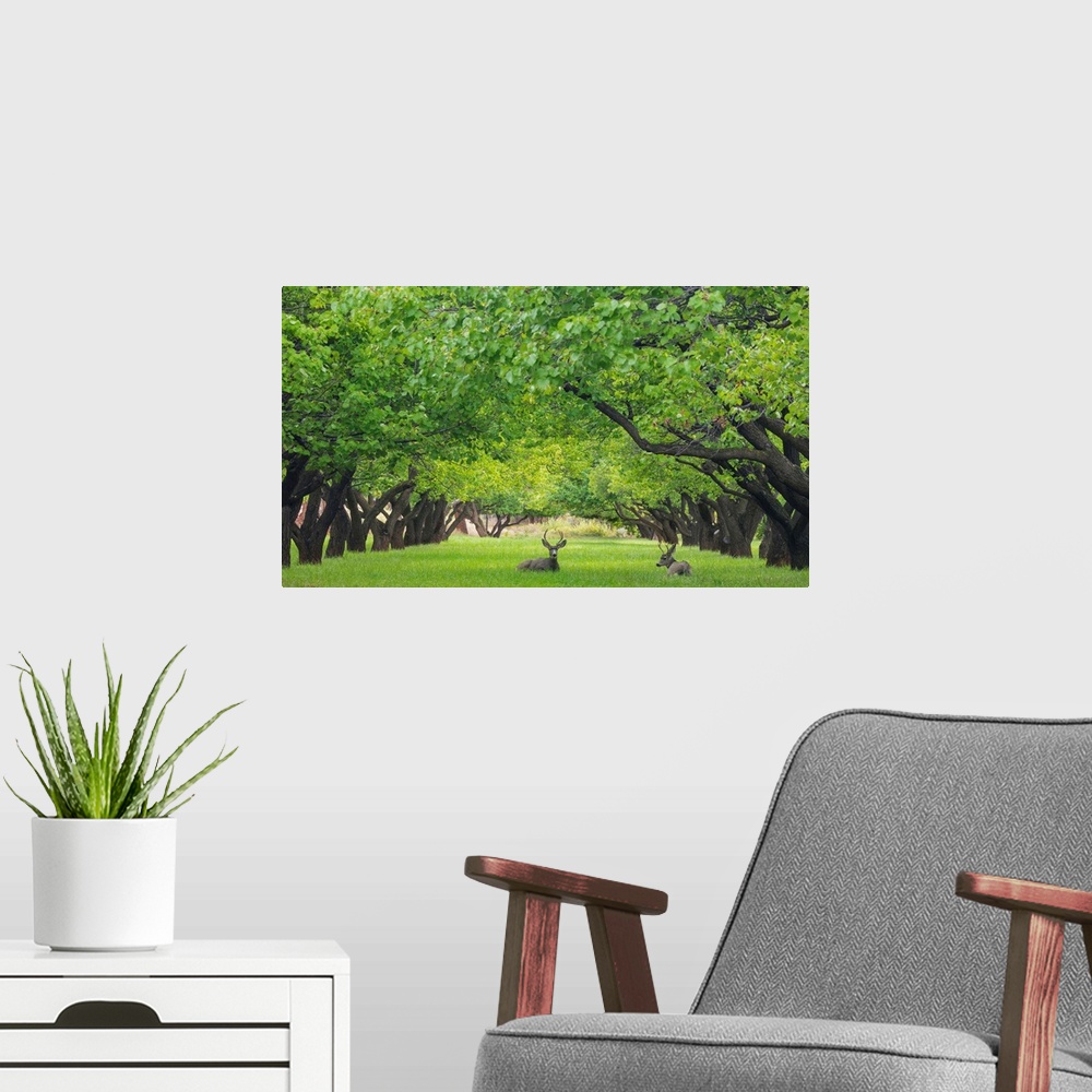 A modern room featuring USA, Utah, Capitol Reef National Park. Deer in sylvan orchard.