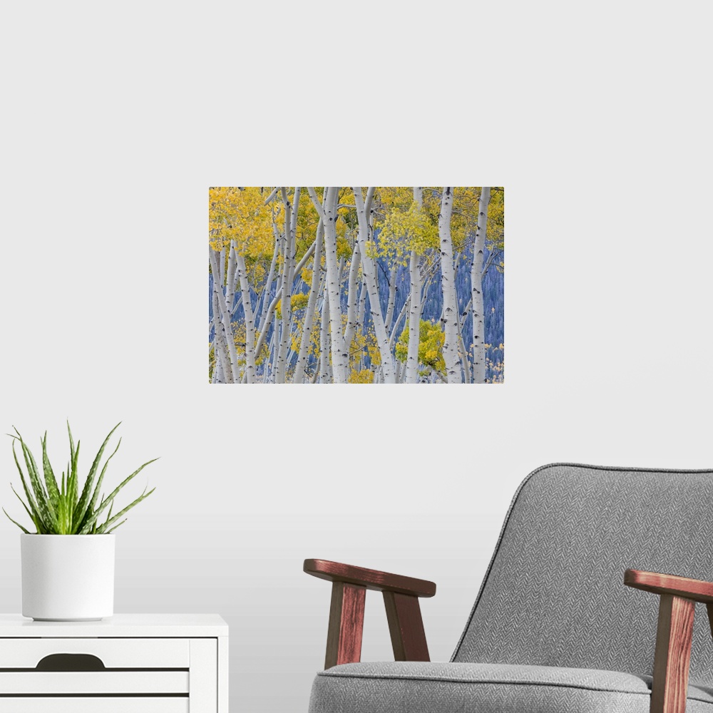A modern room featuring USA, Utah, Fishlake National Forest. Aspen trees in autumn.