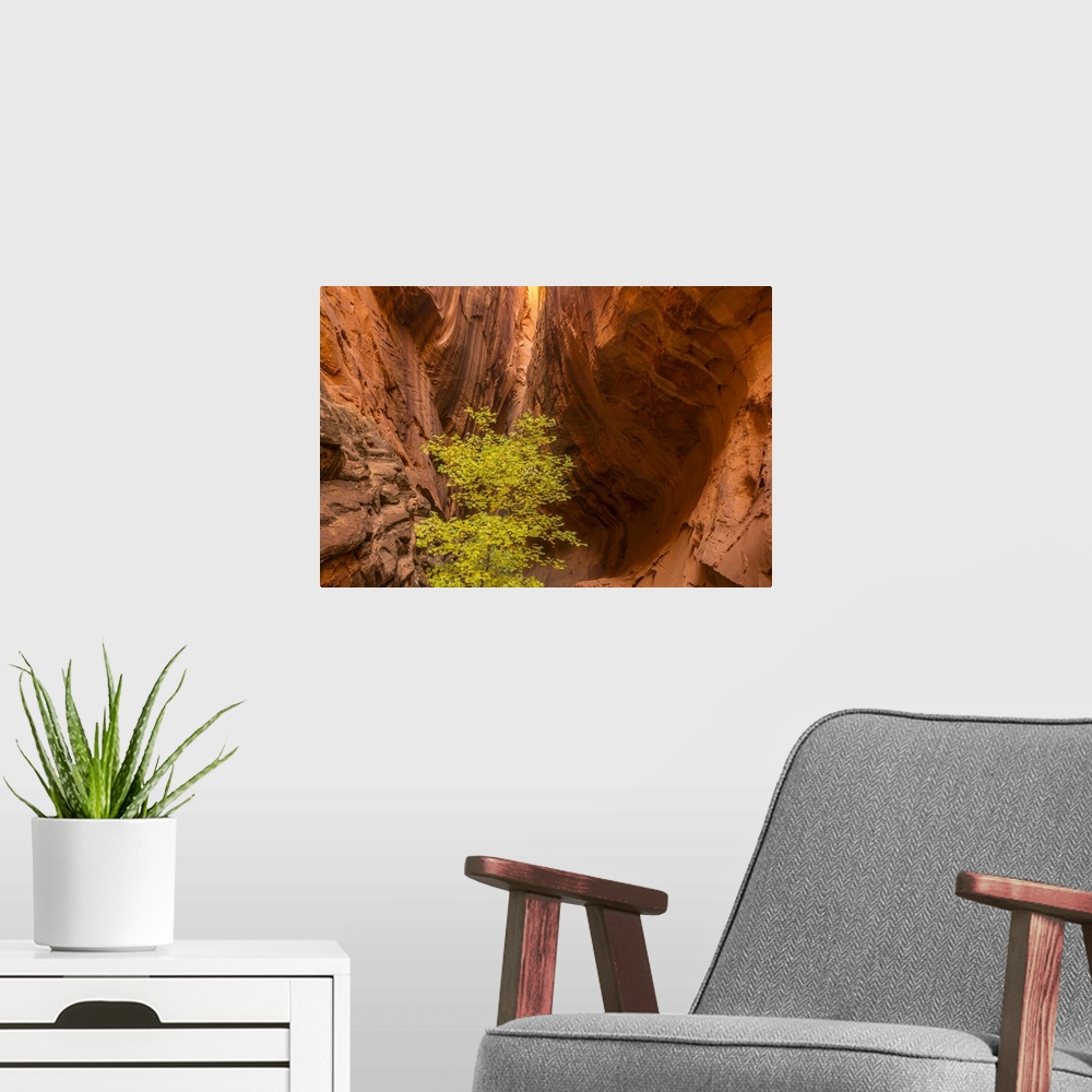 A modern room featuring Utah, Grand Staircase-Escalante National Monument, Slot Canyon Cliff And Tree In Autumn