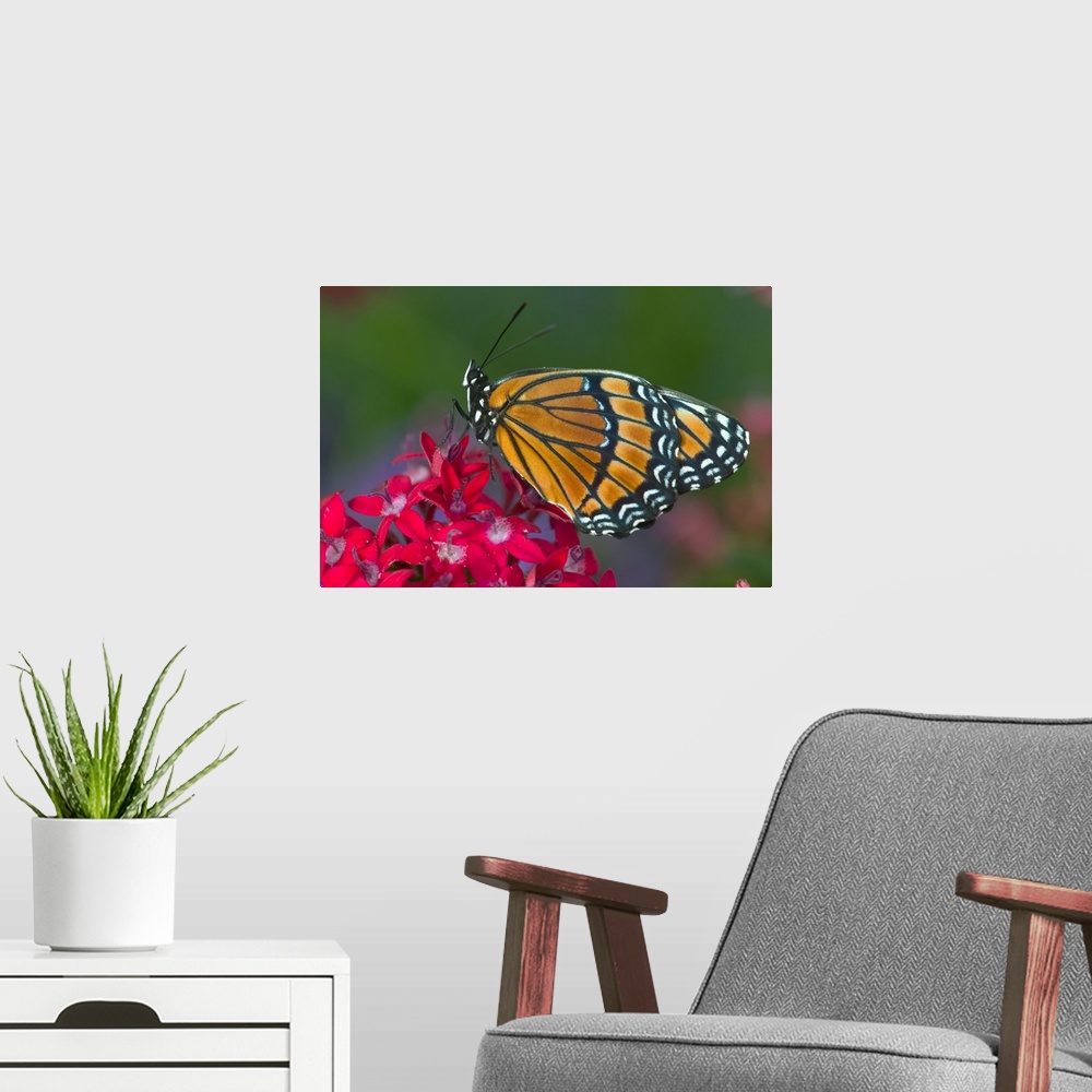 A modern room featuring Viceroy Butterfly that mimics the Monarch Butterfly.