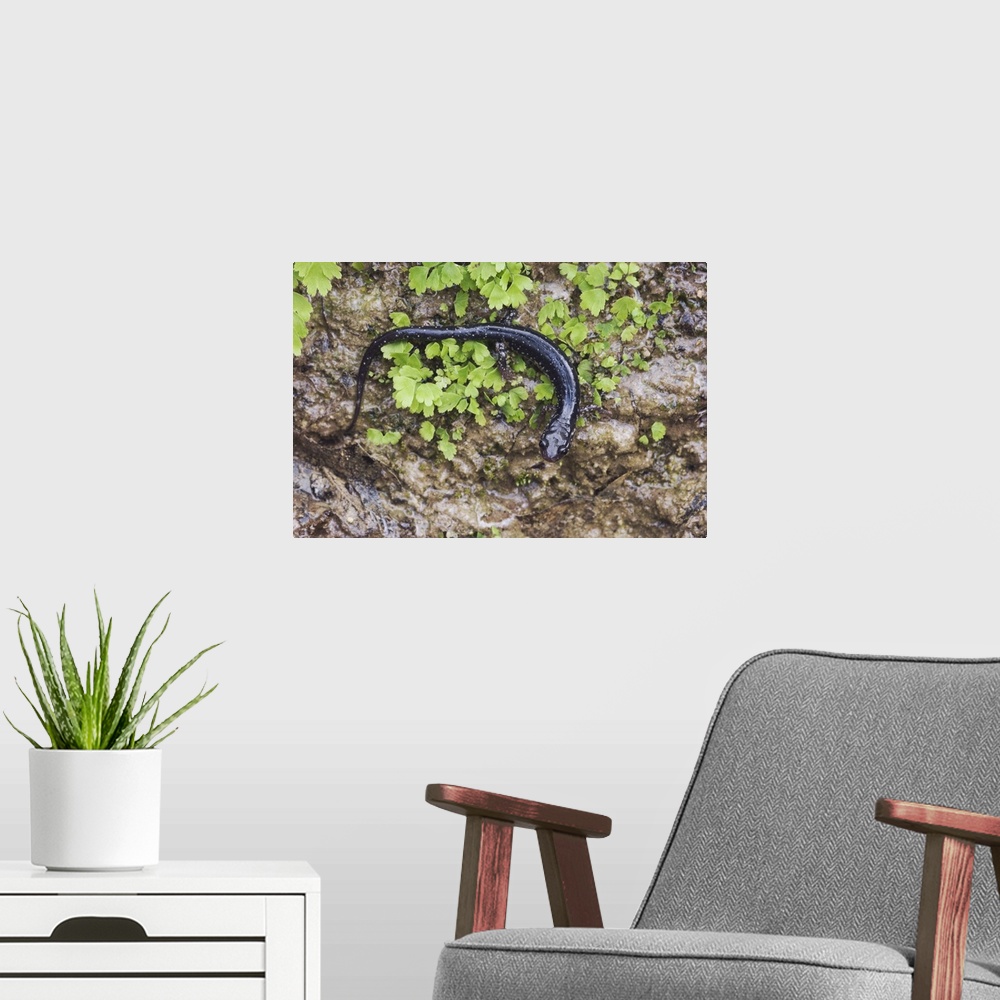 A modern room featuring Western Slimy Salamander, Plethodon albagula, adult with fern, Uvalde County, Hill Country, Texas...