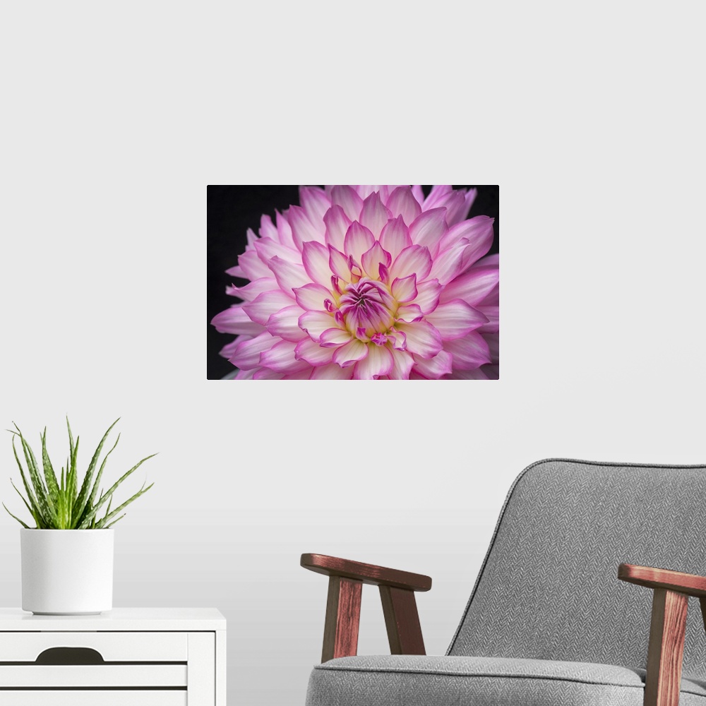 A modern room featuring White And Pink Dahlia On Black Background